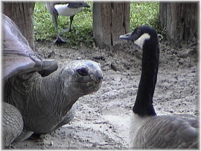 ALDABRA TORTOISE 0120